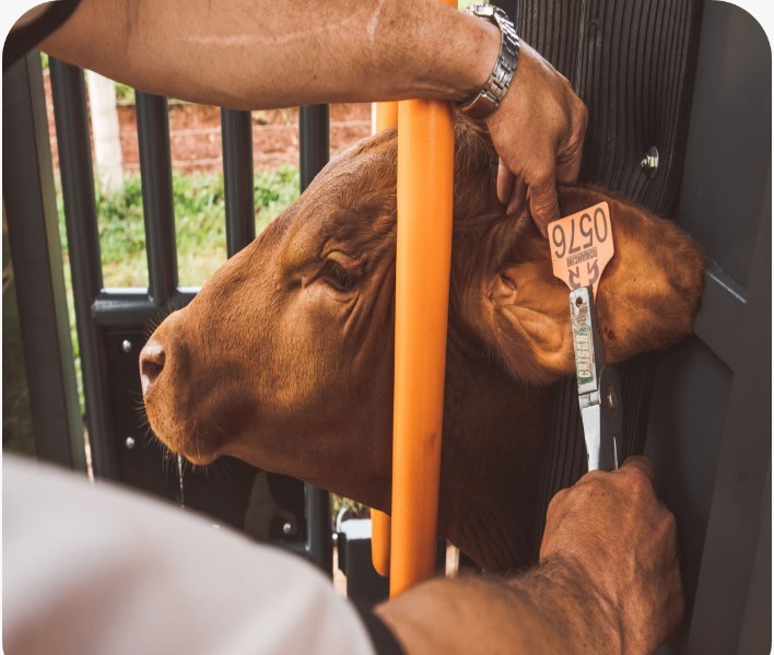 A importância da identificação dos animais